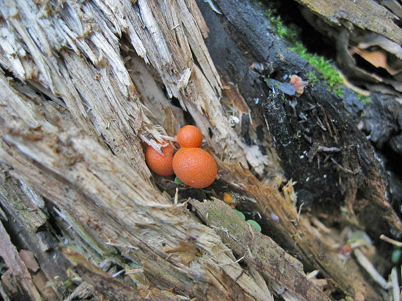 Lycogala epidendrum (J.C. Buxb. ex L.) Fr.(PROVA)